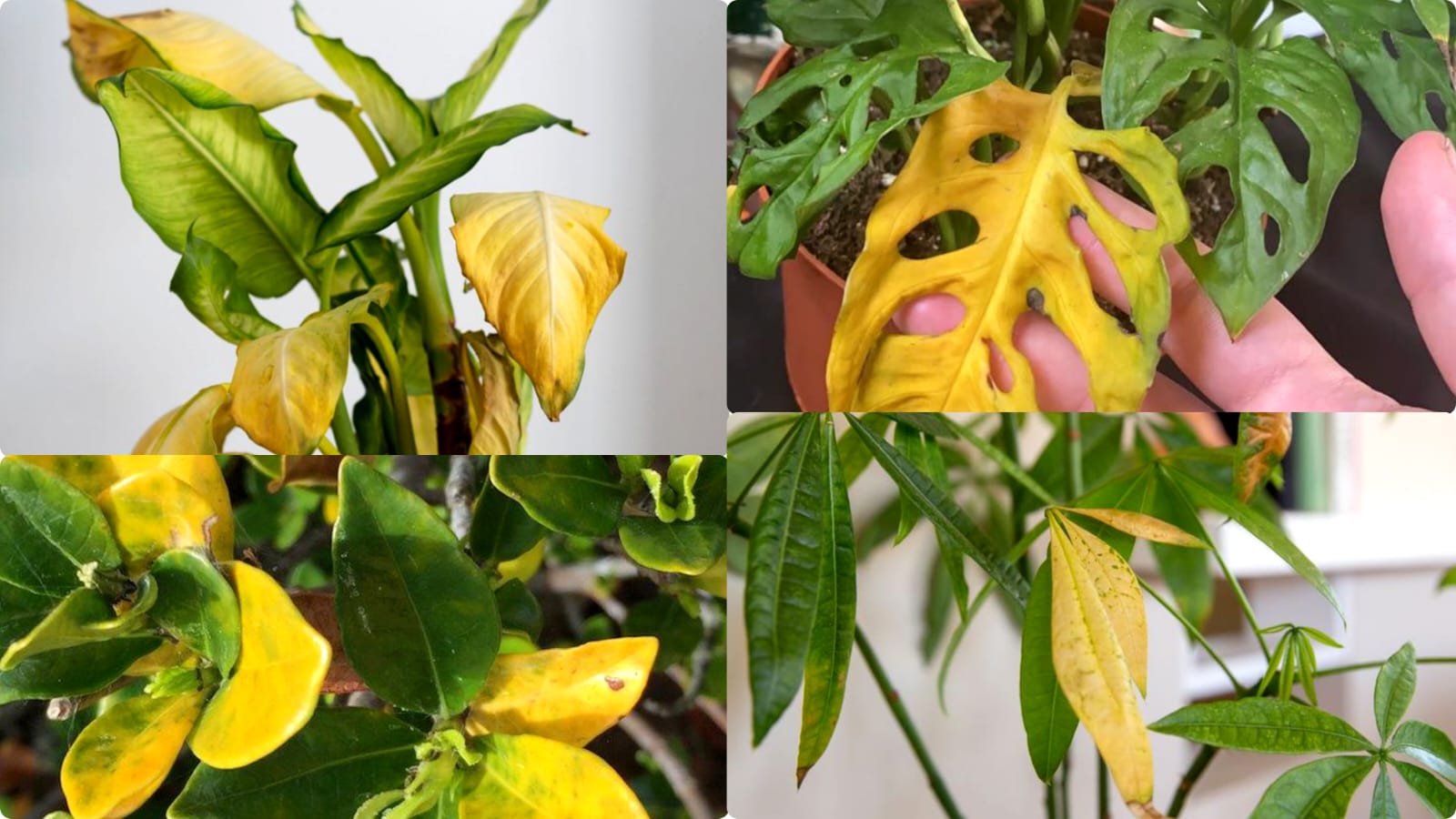 Natural Fertilizer to Cure Yellowing Leaves