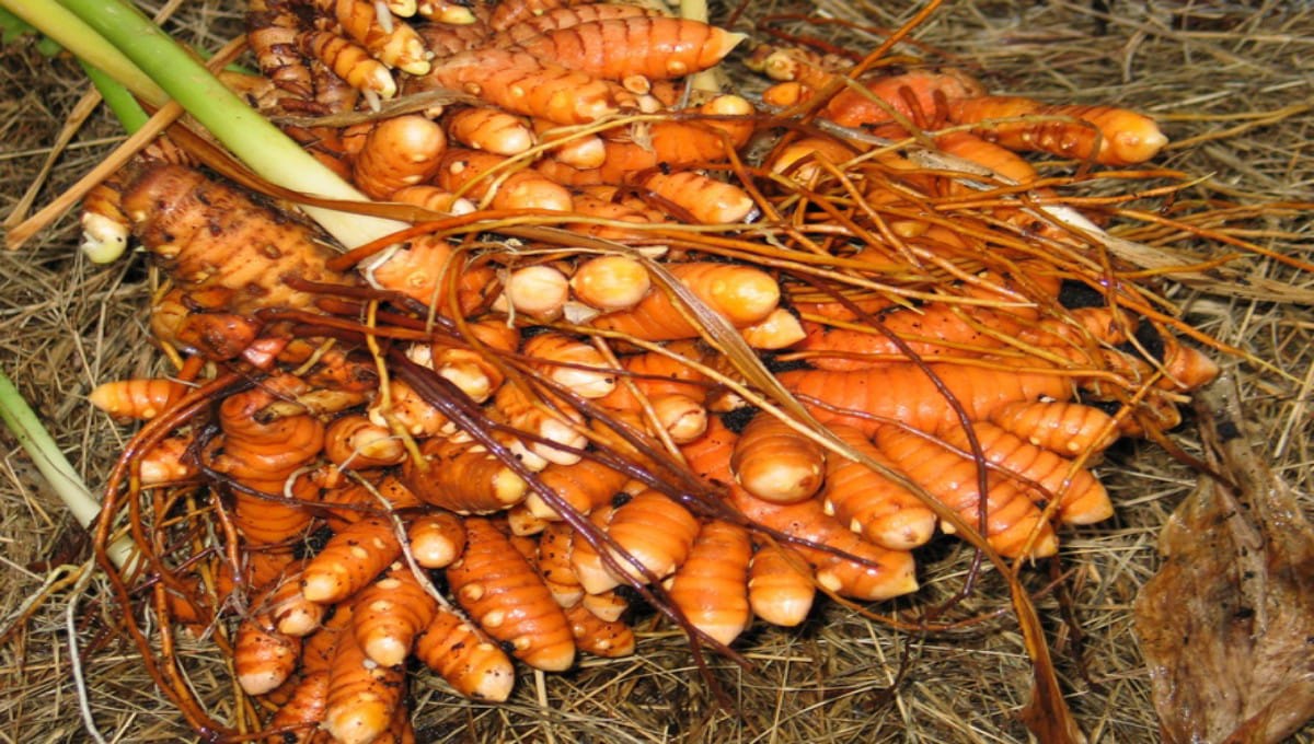 Turmeric Farming Tips (Haldi / Manjal Krishi)