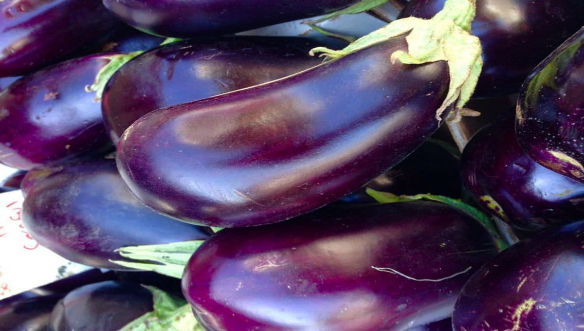 Brinjal Farming Tips & Fertilizer Guide