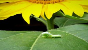 Common Green Worms in Agriculture