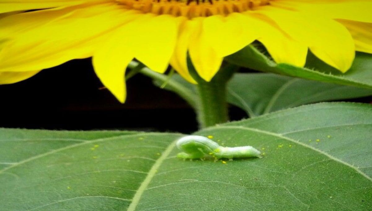 Common Green Worms in Agriculture