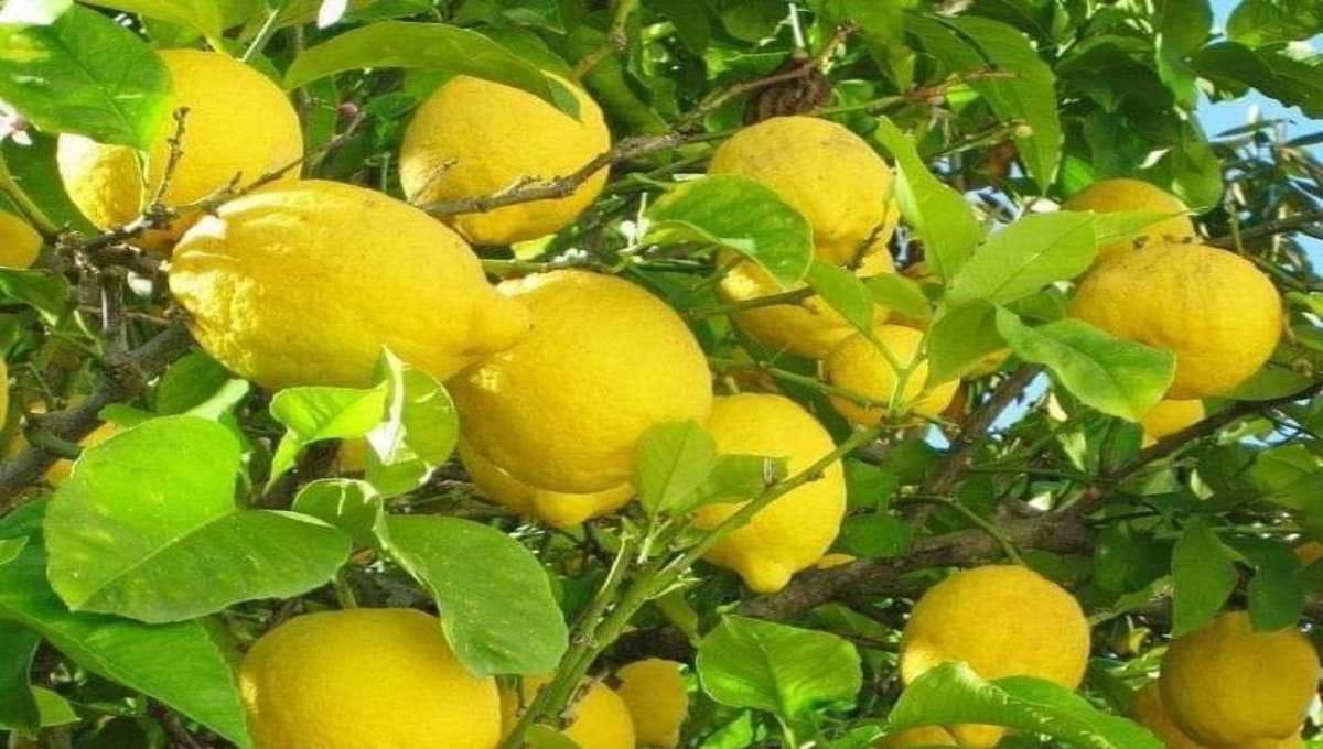 Lemon Tree Farming Tips (Nimbu / Cherunaranga Krishi)
