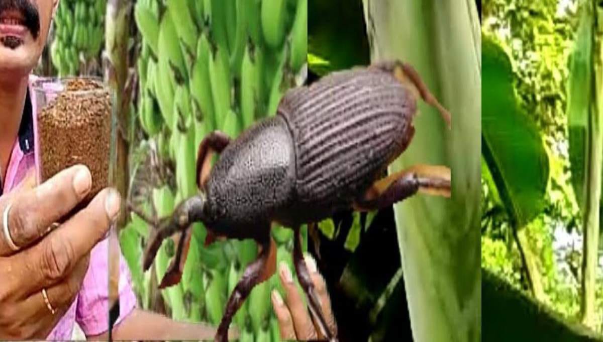 Pindi Puzhu (Banana Stem/Rhizome Borer) Attack – Identification & Control