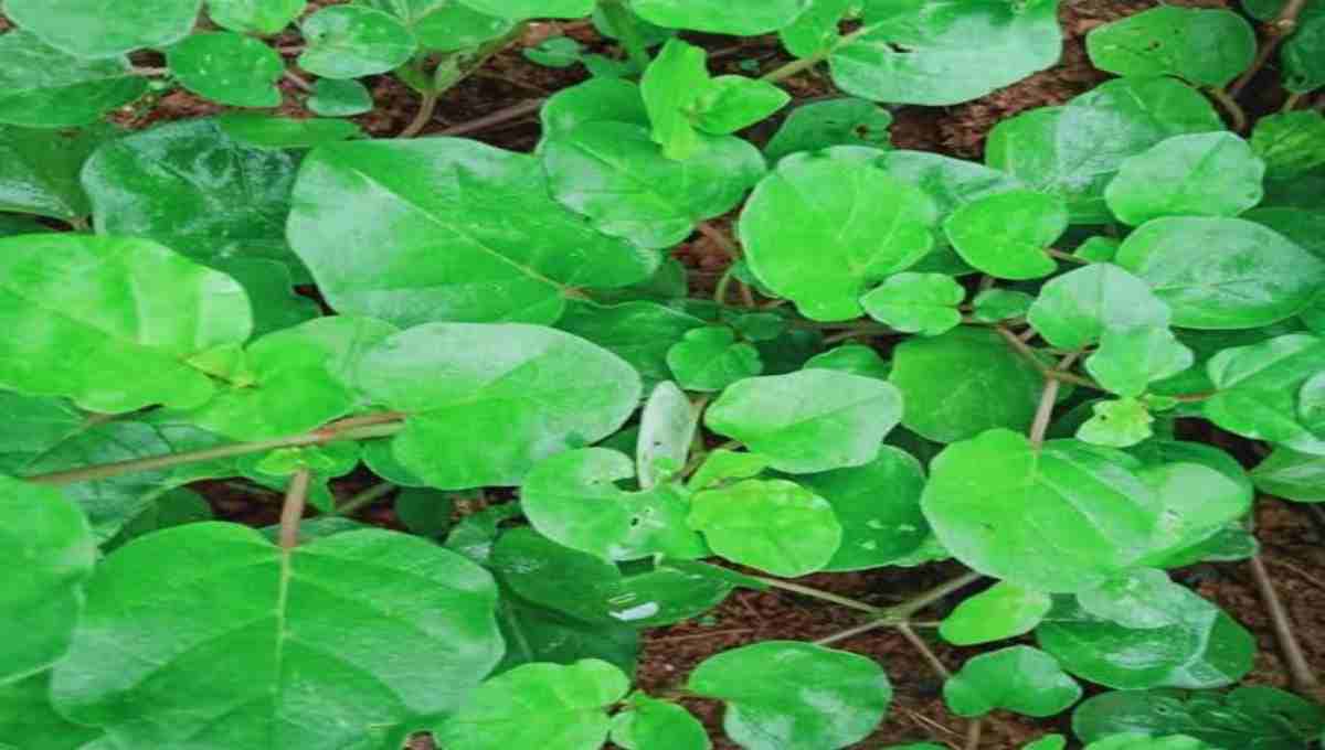 Thavizhama Plant – Traditional Health Benefits