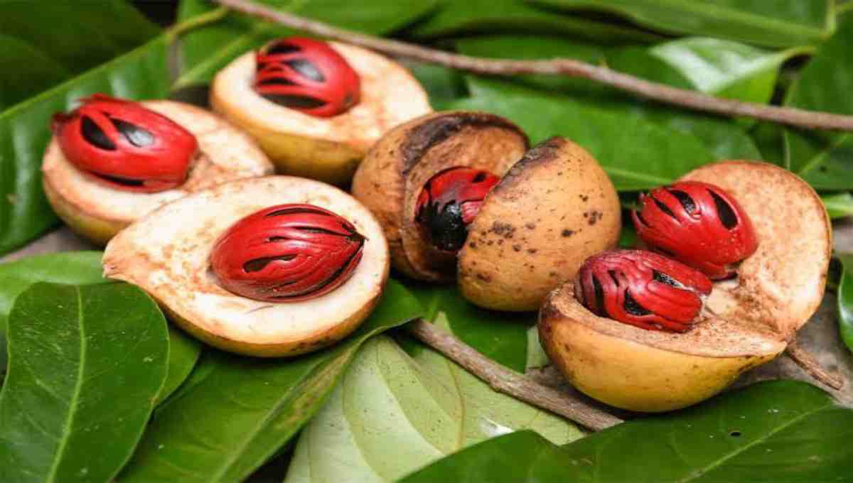 Health Benefits of Jaathikka (Nutmeg)