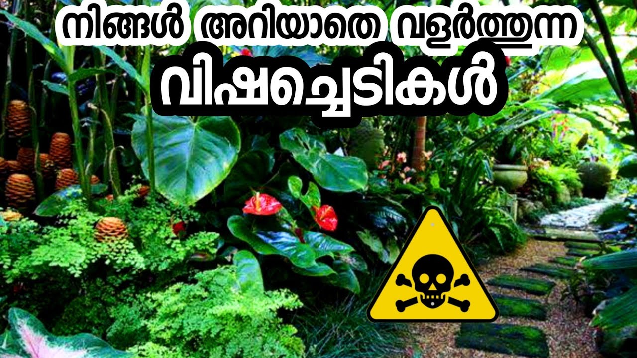 Common Poisonous Plants (with Effects)
