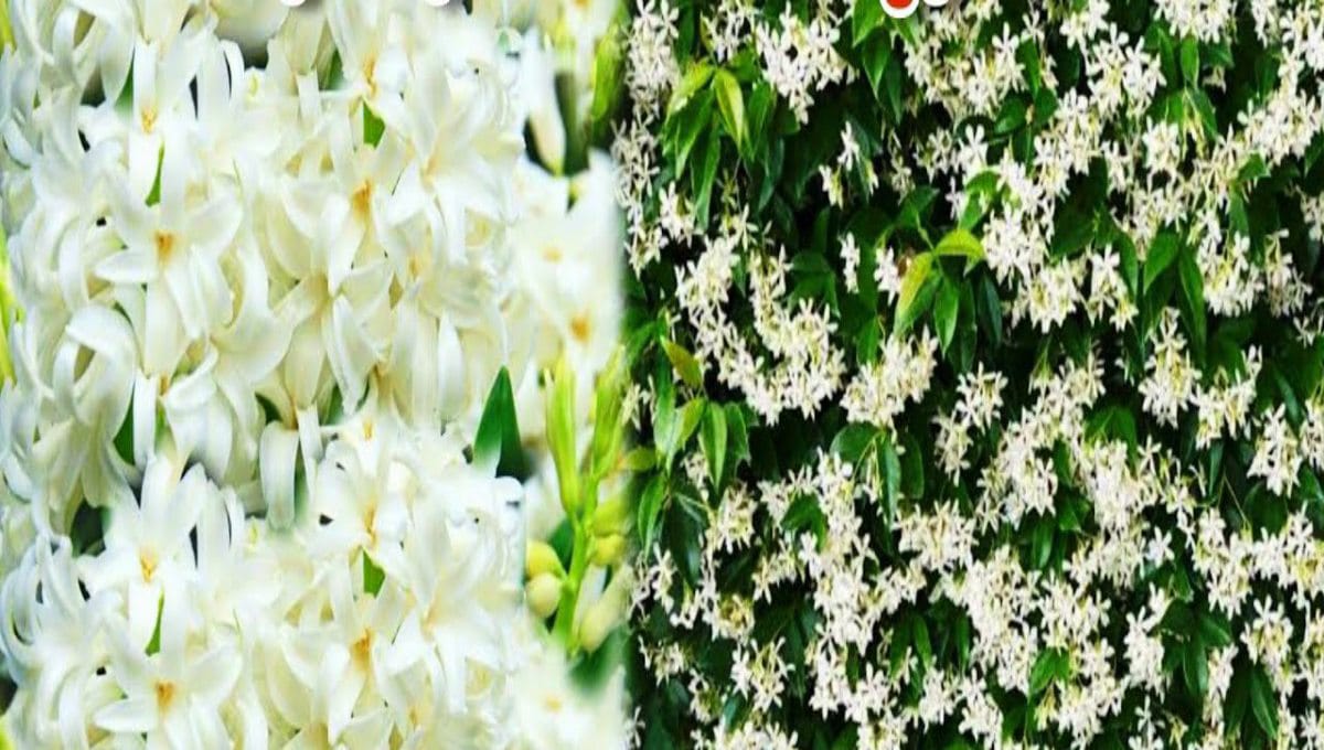 Honeysuckle Plant Overview