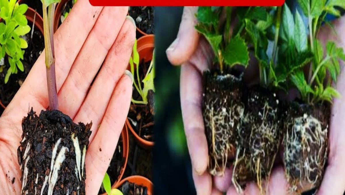 Top Agriculture Tips for Better Farming