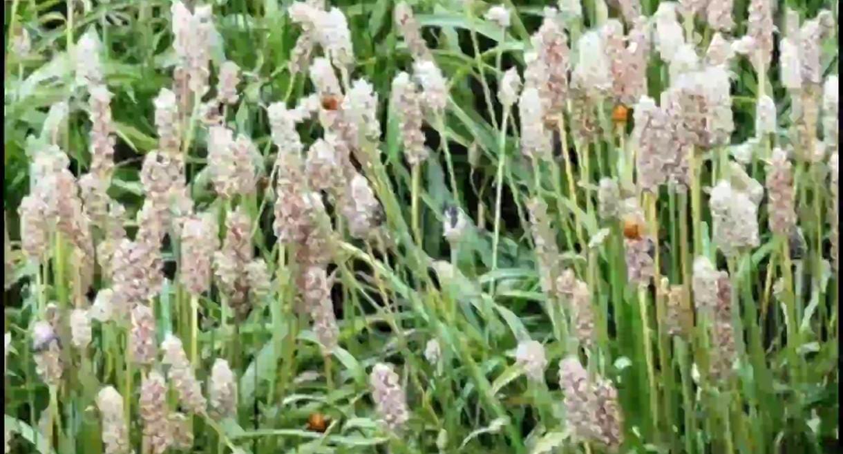 Isabgol (Psyllium) Plant Overview