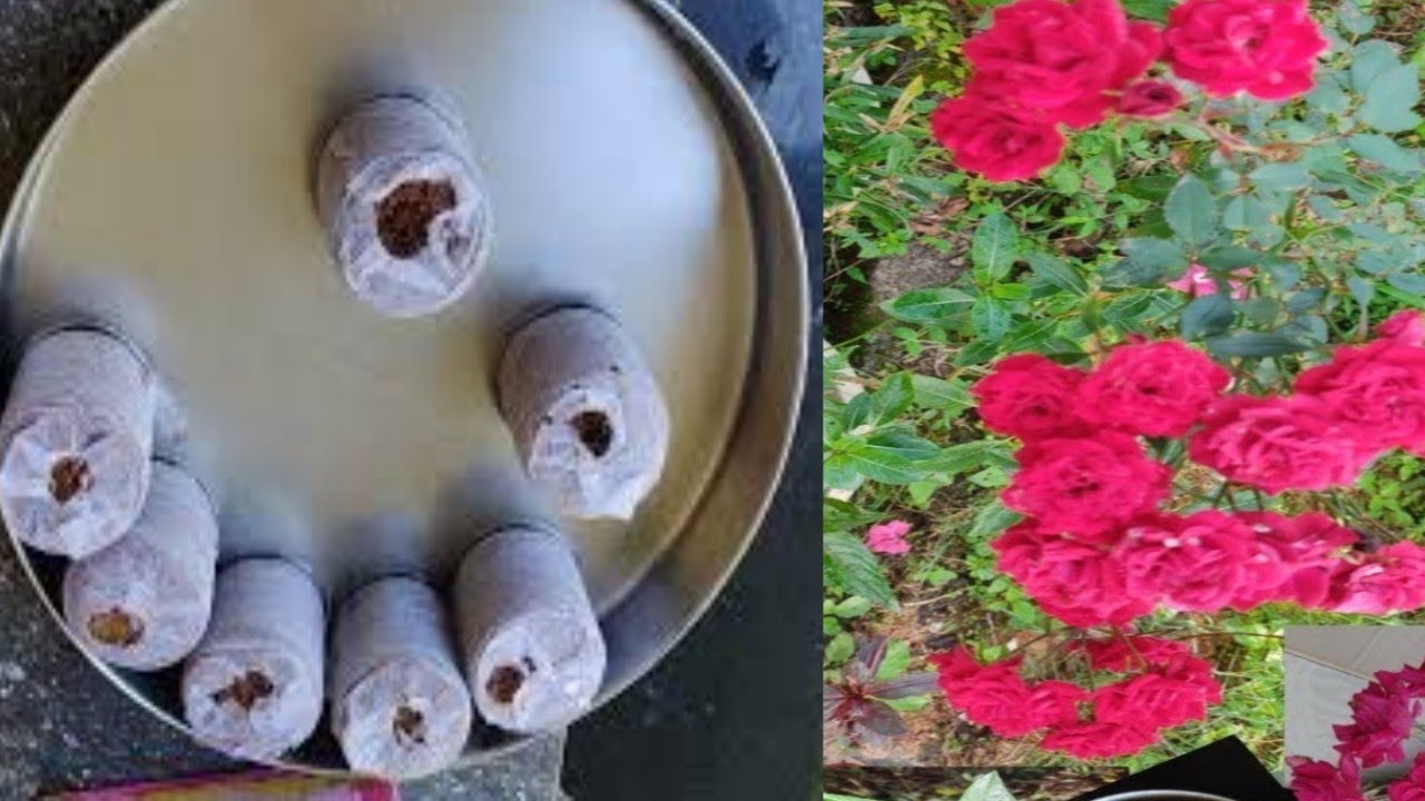 Garden ideas
