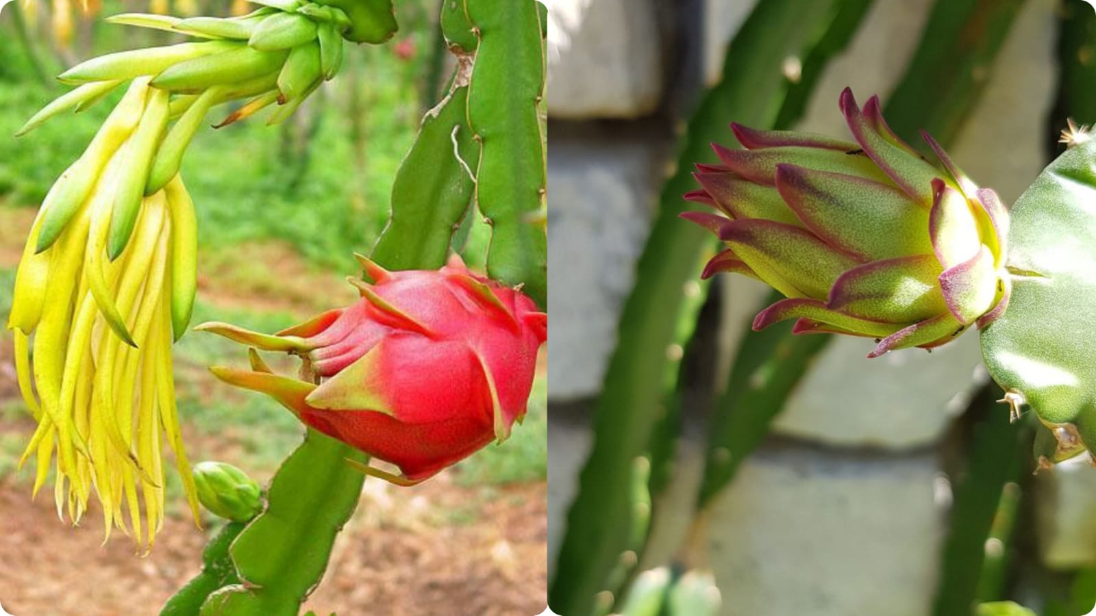 Dragon Fruit (Pitaya) Agricultural Tips