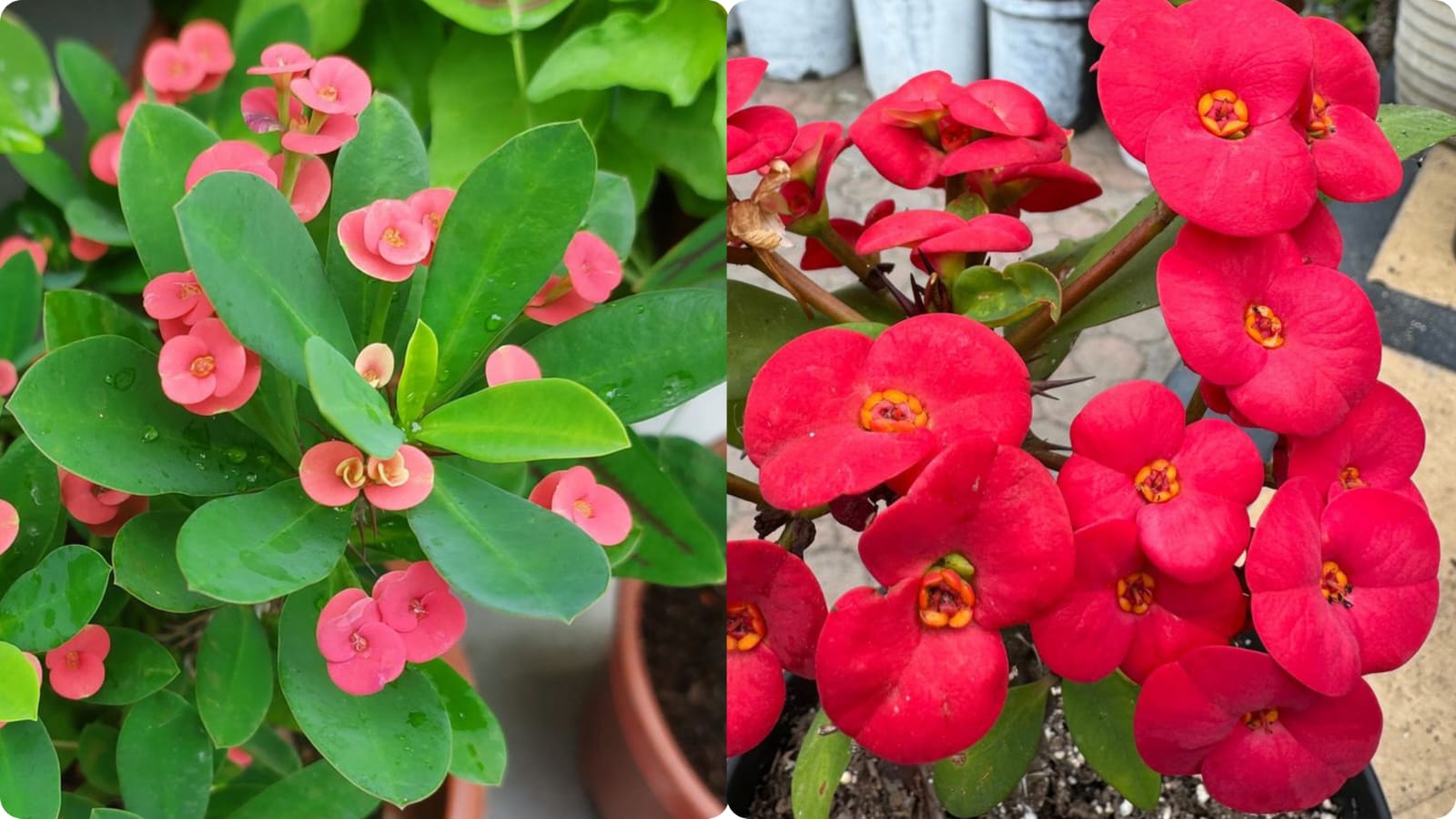 What Is a Euphorbia?