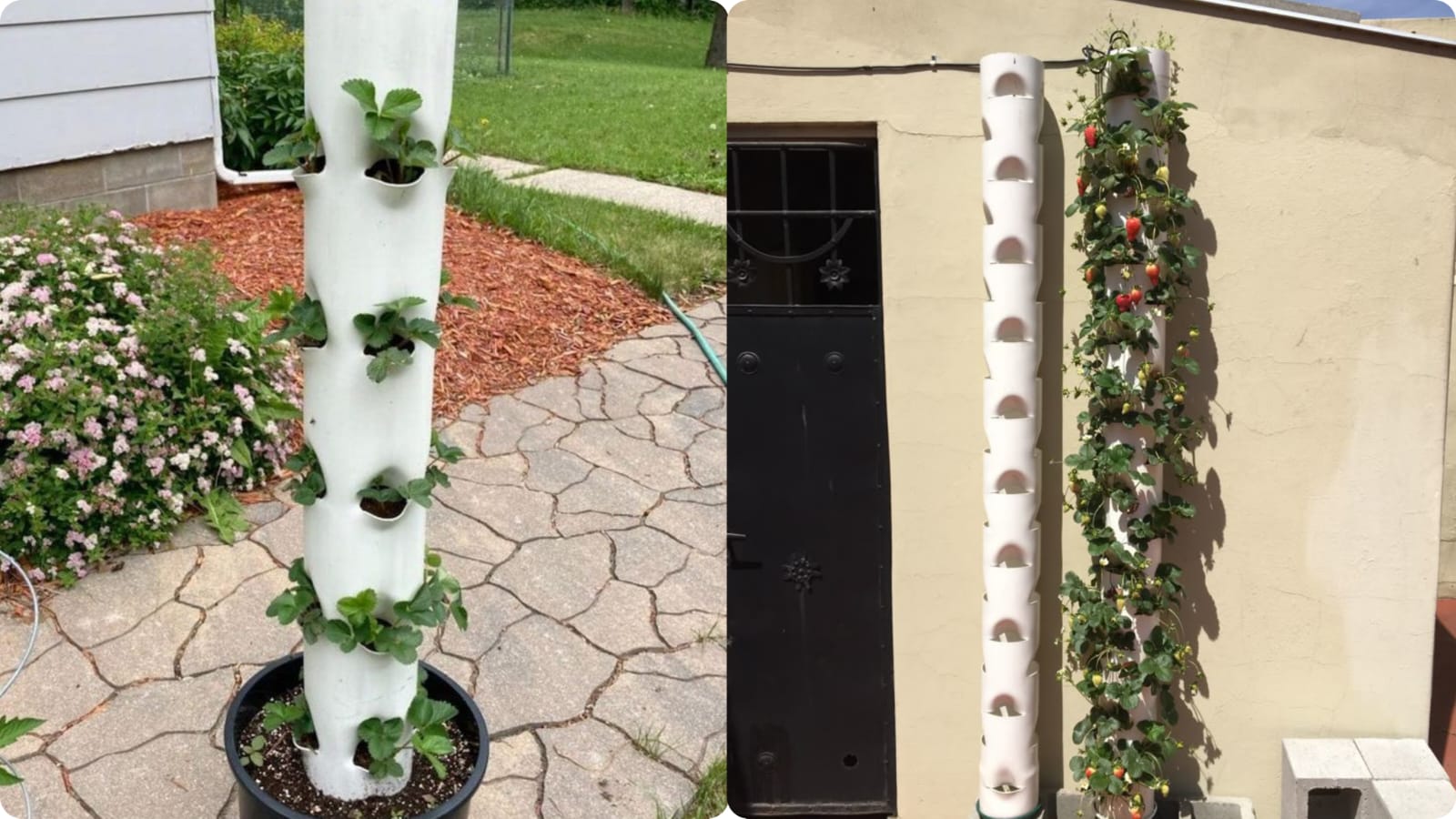 Pepper Farming in PVC Pipes (Step-by-Step Guide)