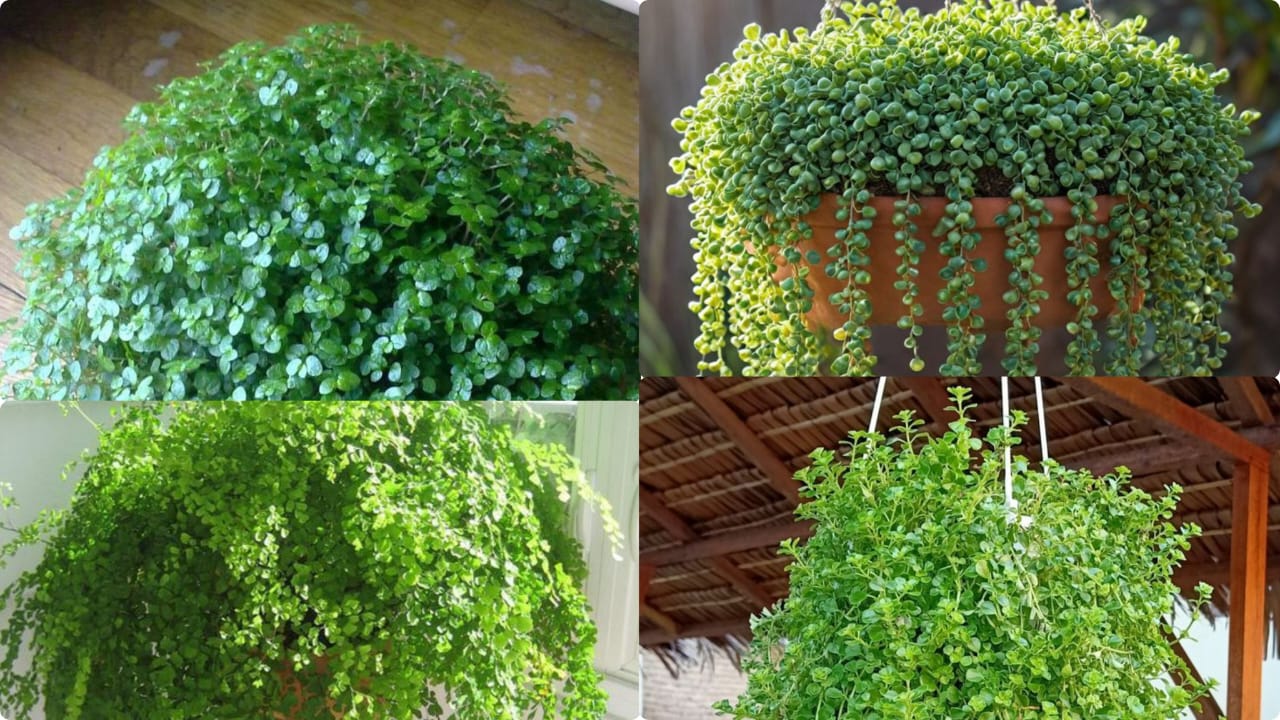 Agricultural Pot Cleaning & Care Tips