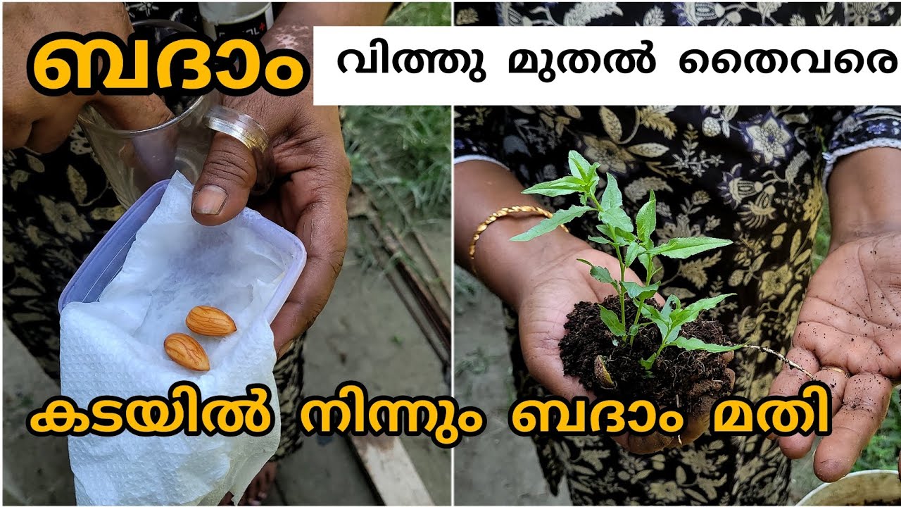 Badam (Almond) Farming at Home – Easy Guide