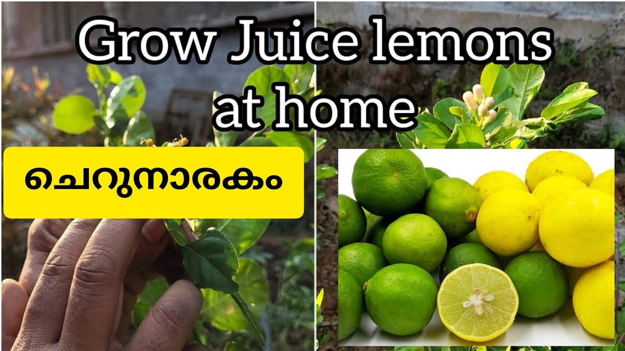 Easy Lemon Farming Tips
