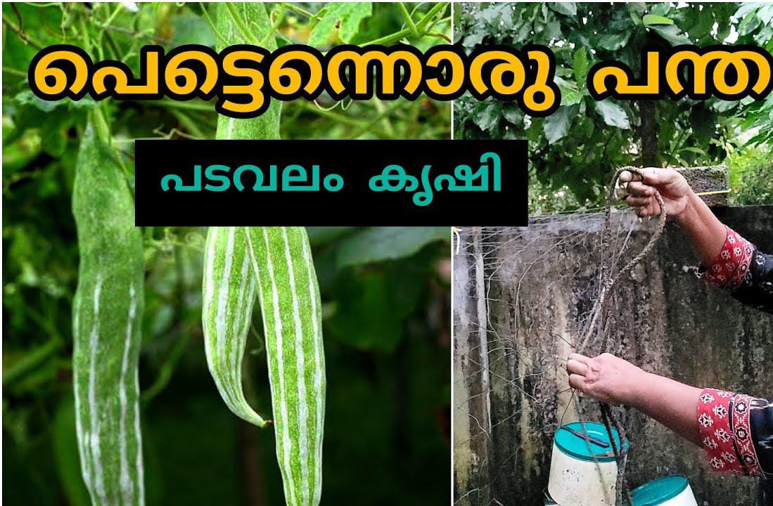 Padavalam Panthal Making Tips (Snake Gourd Trellis)