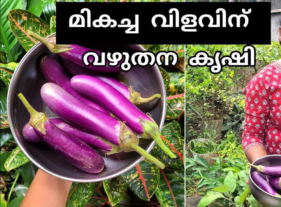 Best Fertilizer Plan for Brinjal Farming