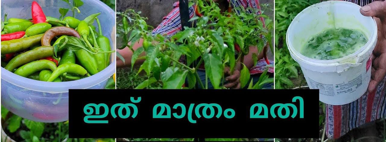 BEST FERTILIZER FOR GREEN CHILLI PLANTS