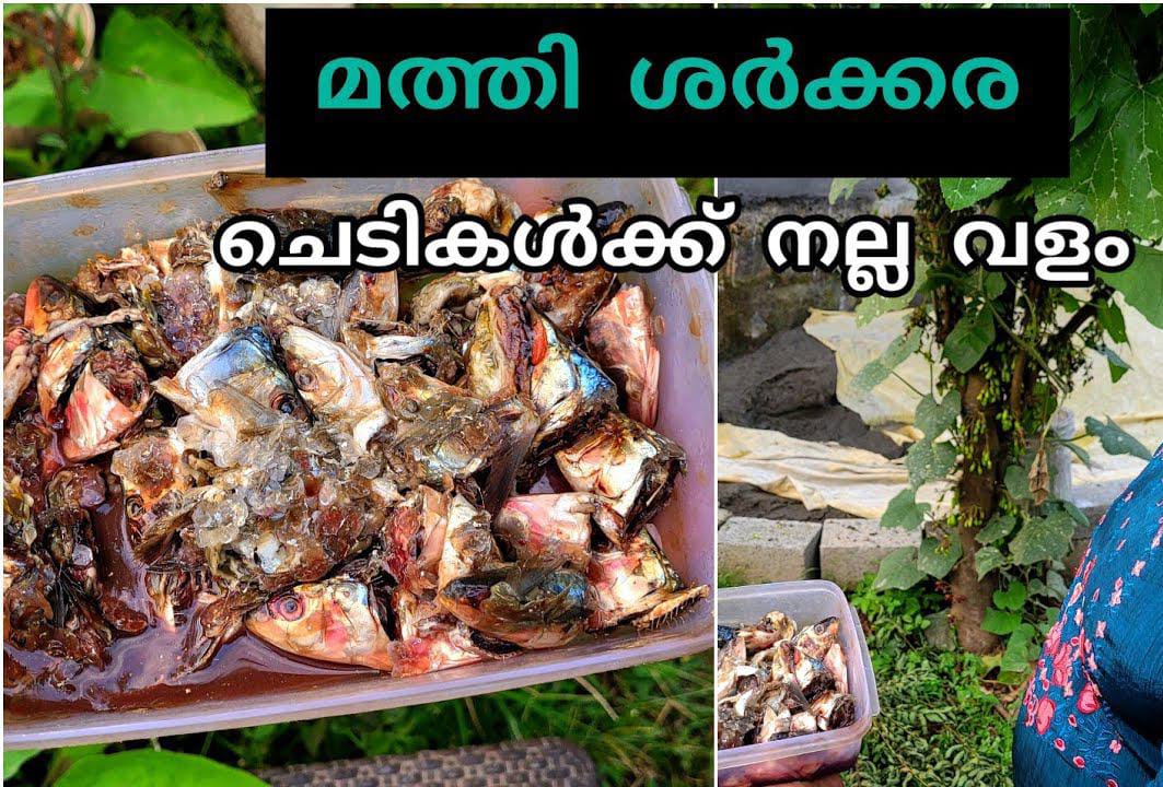Mathi Fish + Jaggery Fertilizer (Fish Amino Acid)