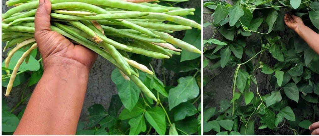 Payar krishi tips tricks