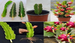 Dragon Fruit Cultivation in Pots