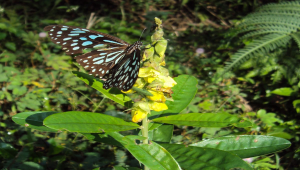 Butterfly attracting plant Kullukicheedi