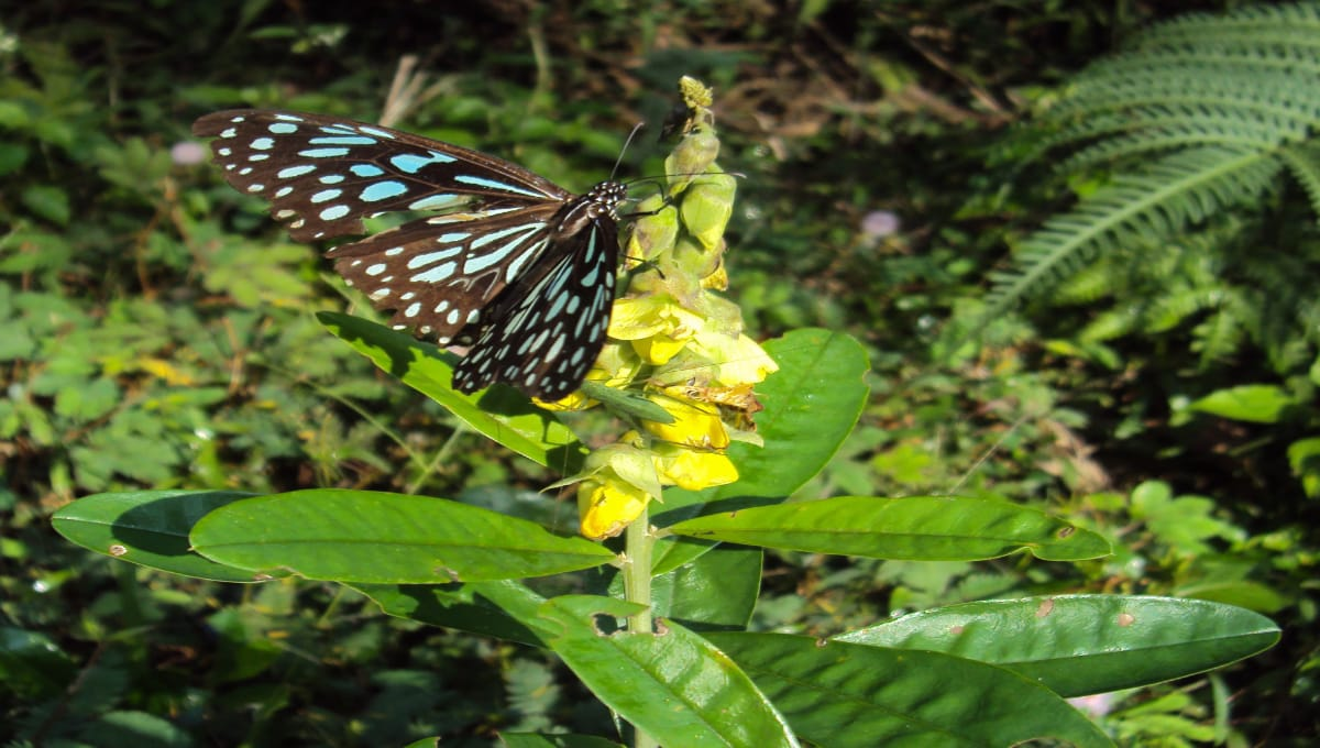 Butterfly attracting plant Kullukicheedi