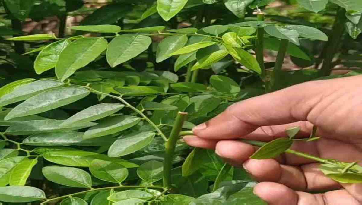 Health Benefits of Madhura Cheera (Sweet Amaranth)