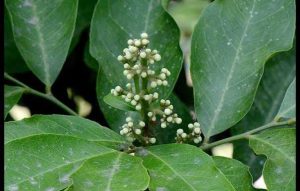 About Glycosmis pentaphylla ("Panal")