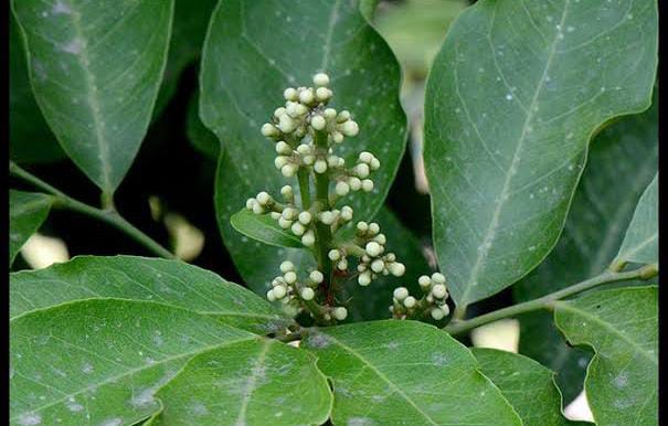 About Glycosmis pentaphylla ("Panal")