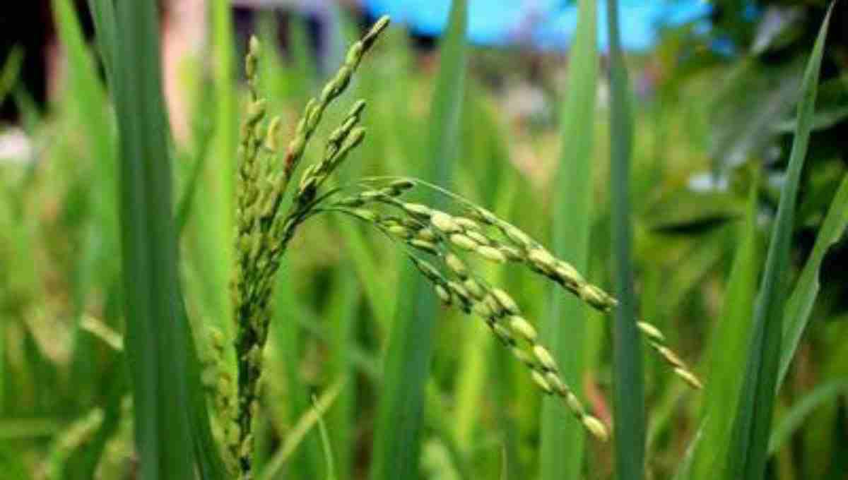 ayoori nellu health benefits
