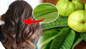 Guava Leaf Water for Hair Growth – Why It Works