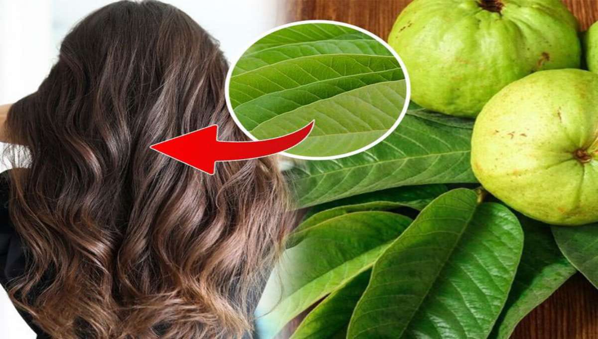 Guava Leaf Water for Hair Growth – Why It Works