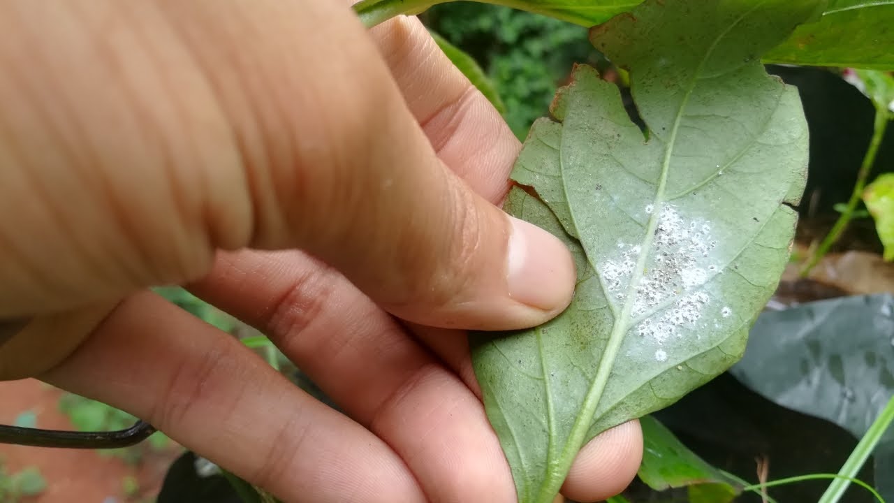 Symptoms of Veleecha (Caterpillar) Attack