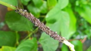 Symptoms of Munja Attack on Payar Plant