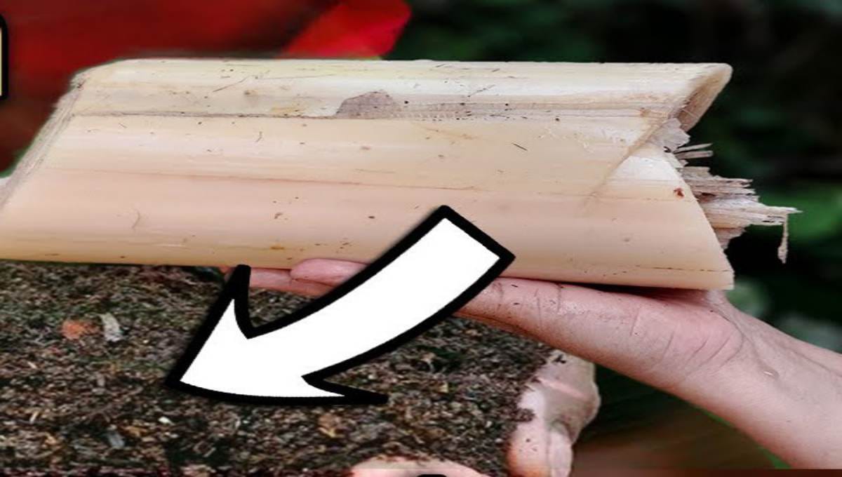 Easy Ways to Use Banana Stem as Fertilizer