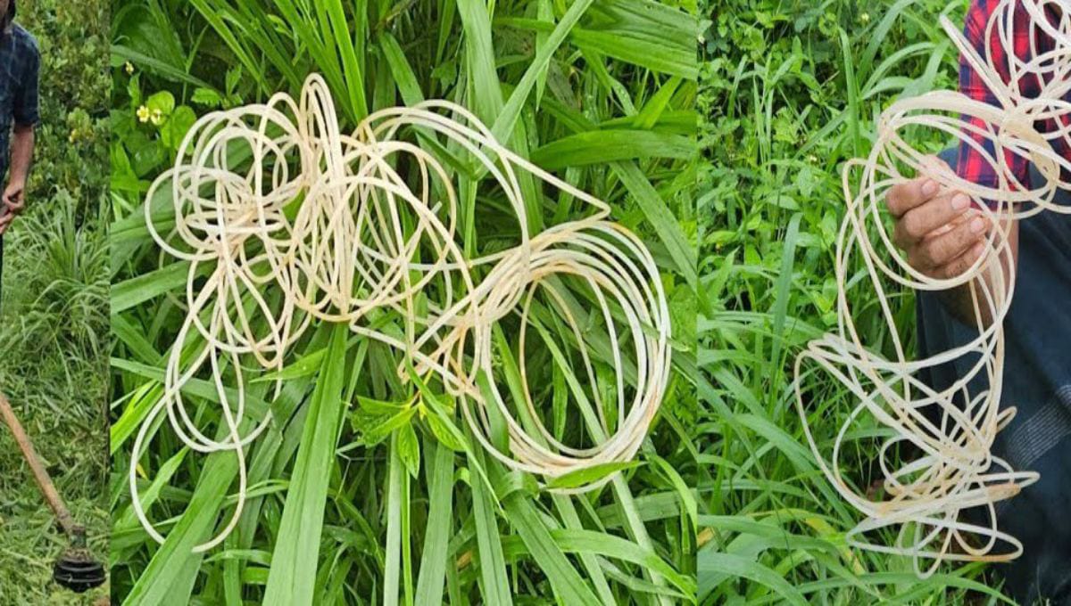 simple but effective tips for grass cutting