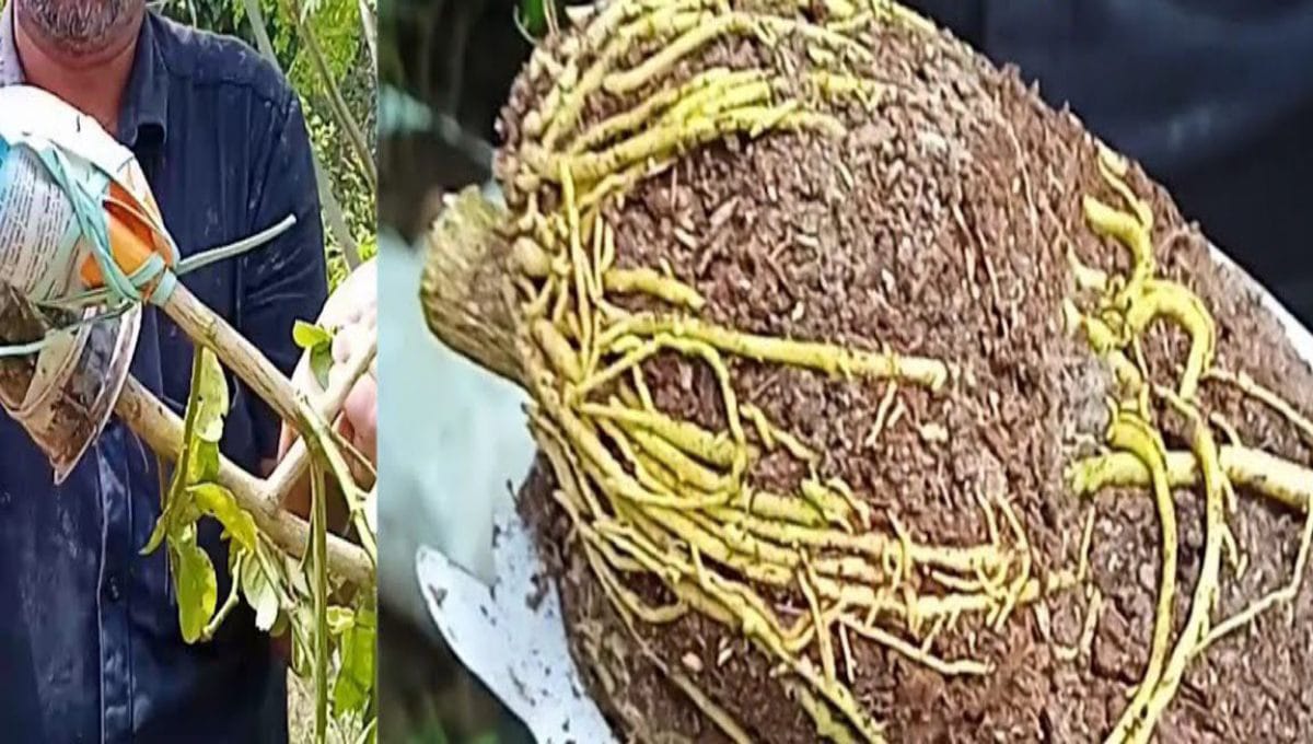 easy, practical agriculture tips