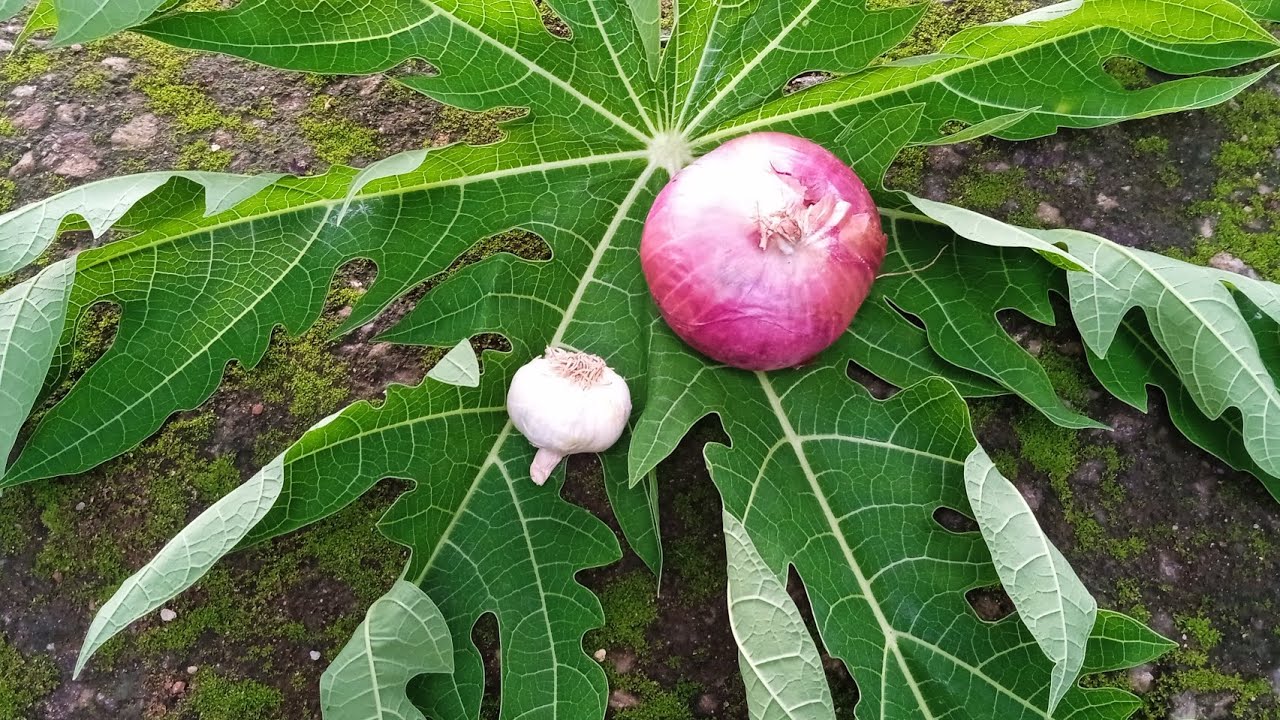 simple, organic homemade fertilizer using onion, garlic, and papaya leaf that works well for green chilli plants — it helps with growth, pest resistance, and fruiting.