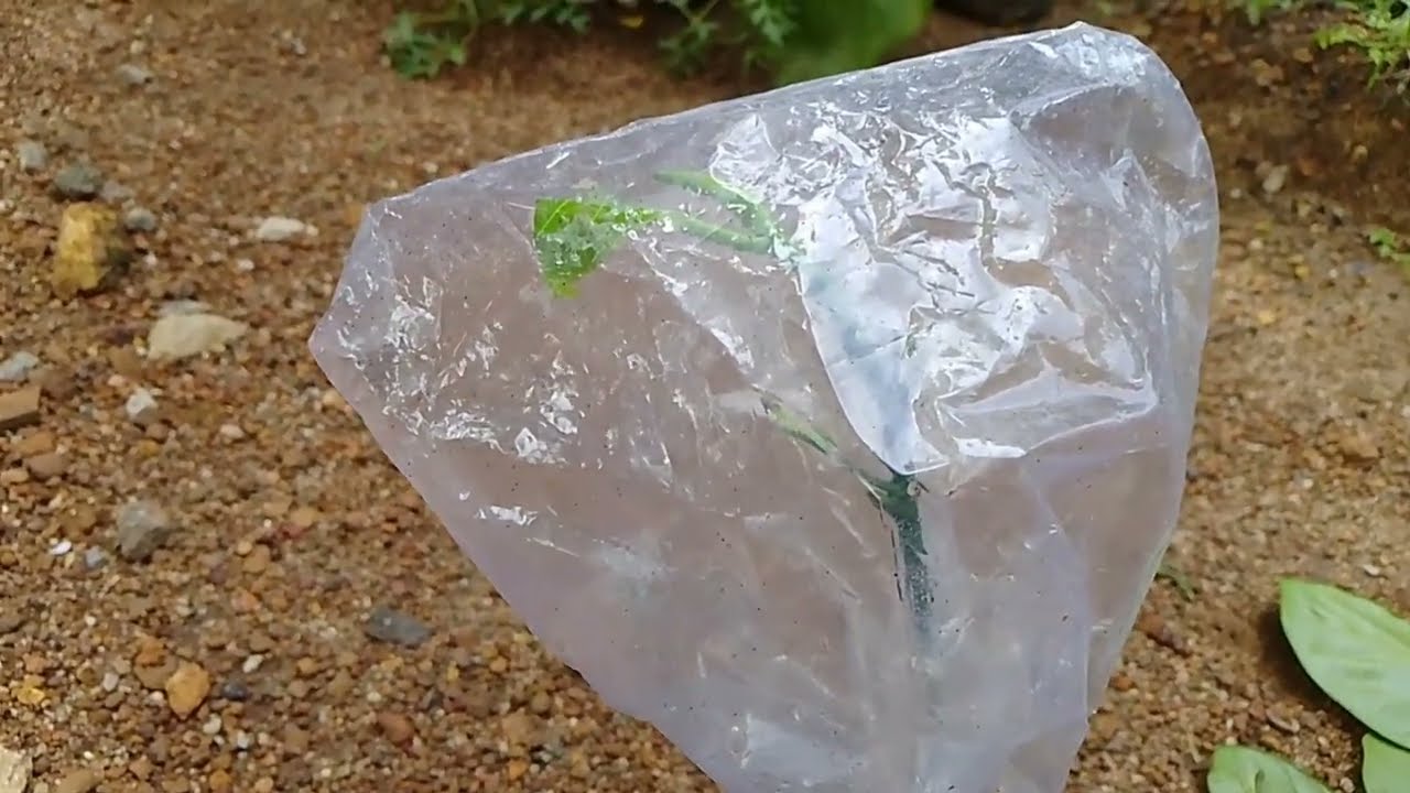 Jackfruit Grafting (Drafting) Tips