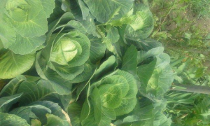 Things to Know About Cabbage Seeds Before Farming