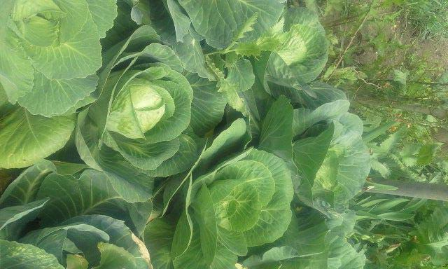 Things to Know About Cabbage Seeds Before Farming