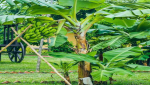 prepare and manage banana suckers