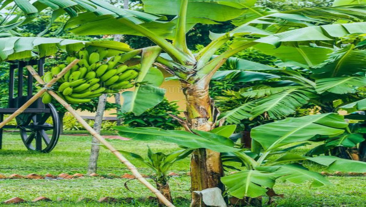 prepare and manage banana suckers