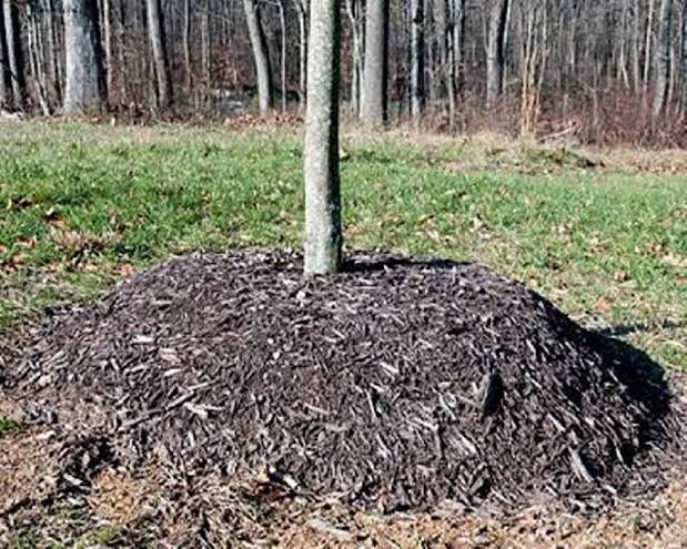 Organic mulching
