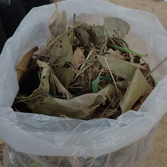 Use Curry Leaves Like This as a Natural Fertilizer Alternative