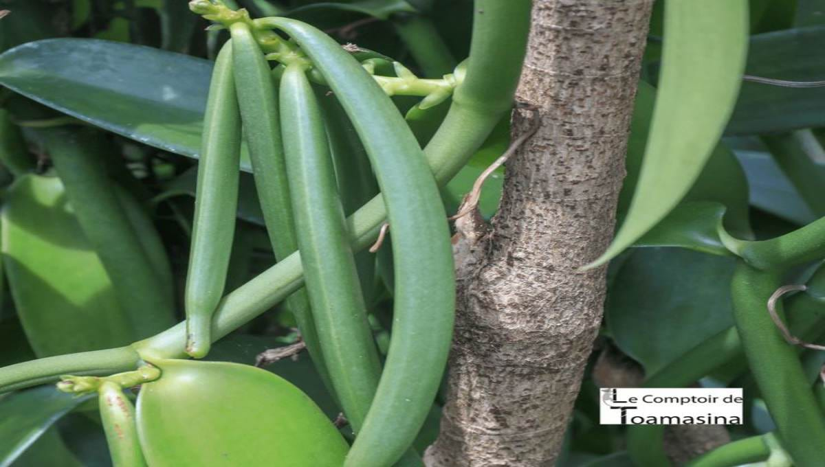 Important Things to Know When Planting Vanilla Vines