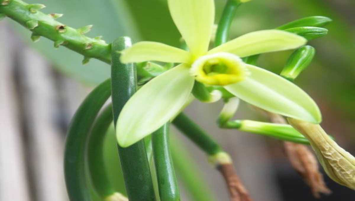 how to properly take care of a vanilla plant