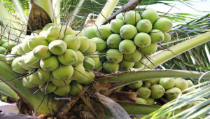 Common Coconut Tree Diseases and Their Solutions
